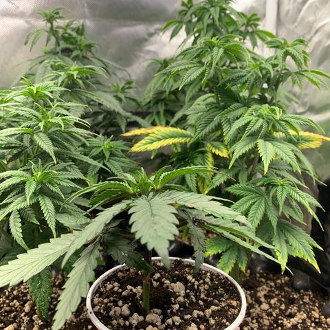 Sour Kush growlog photo: 05