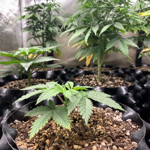 Sour Kush growlog photo: 04