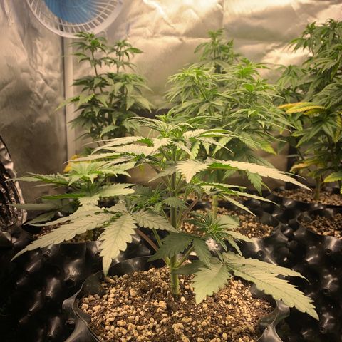 Sour Kush growlog photo: 02