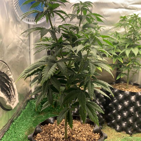 Aminesia growlog photo: 01