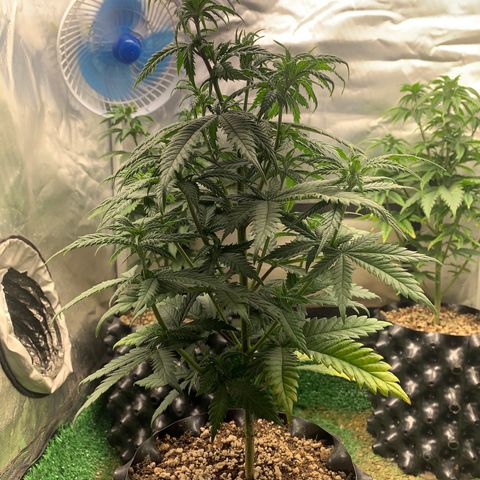 Aminesia growlog photo: 02