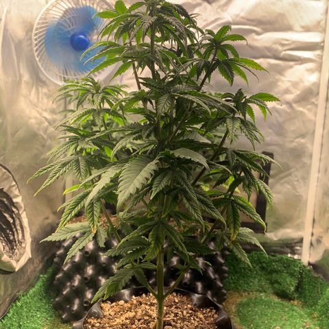 Aminesia growlog photo: 03