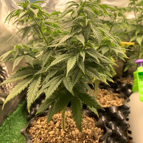 Aminesia growlog photo: 04