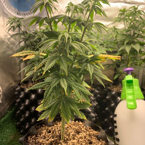Aminesia growlog photo: 05