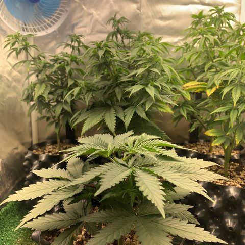 Sour Kush growlog photo: 01