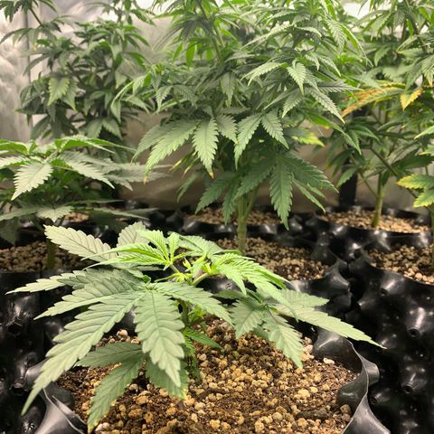 Sour Kush growlog photo: 04