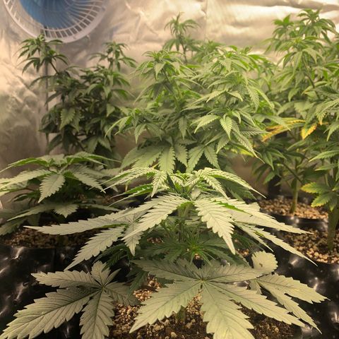 Sour Kush growlog photo: 03