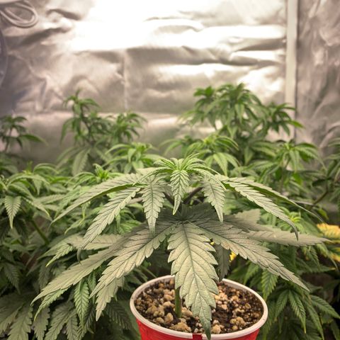 Sour Kush growlog photo: 05