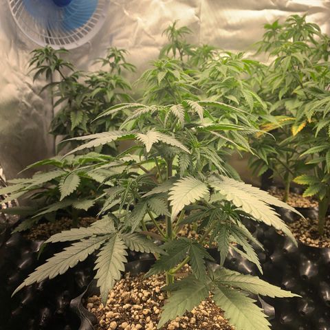 Sour Kush growlog photo: 02