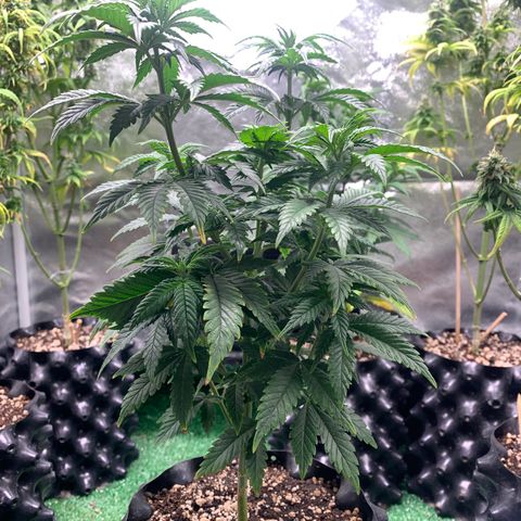 Aminesia growlog photo: 01
