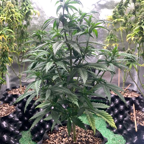 Aminesia growlog photo: 02