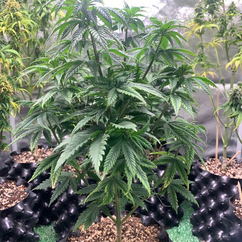 Aminesia growlog photo: 03