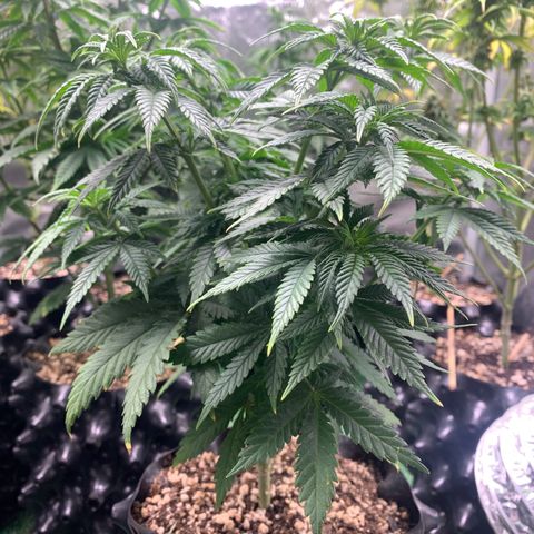 Aminesia growlog photo: 04