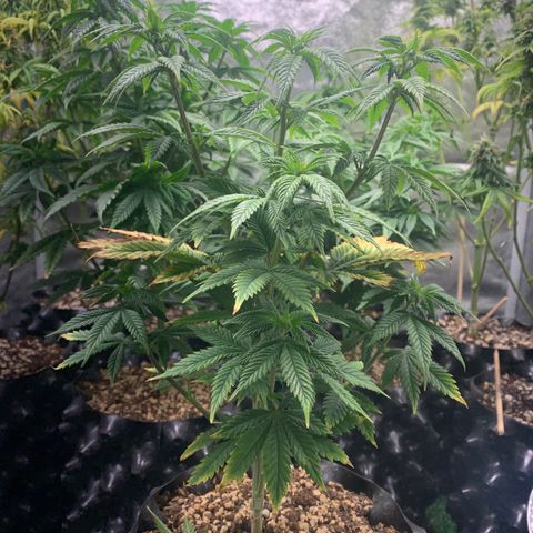 Aminesia growlog photo: 05