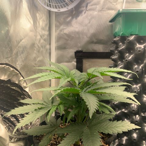 Sour Kush growlog photo: 01