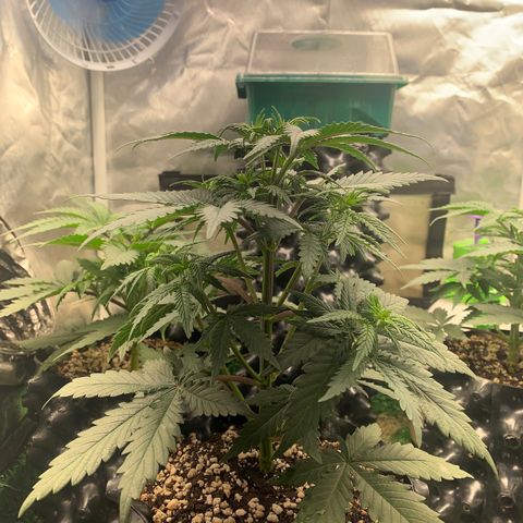 Sour Kush growlog photo: 02