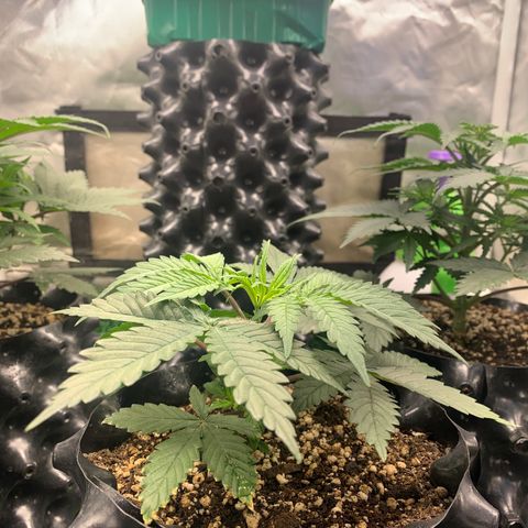 Sour Kush growlog photo: 04