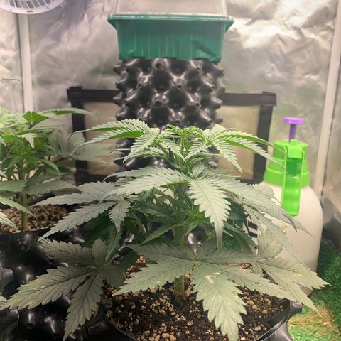 Sour Kush growlog photo: 03