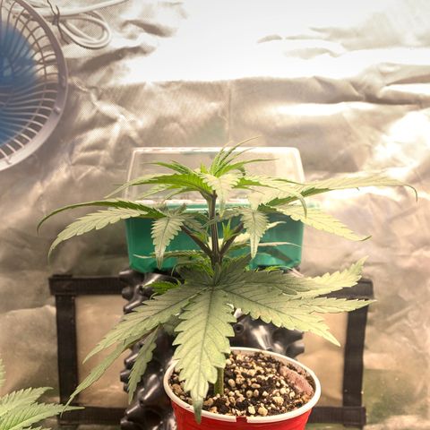 Sour Kush growlog photo: 05