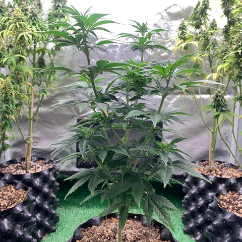 Aminesia growlog photo: 01