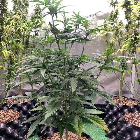 Aminesia growlog photo: 02