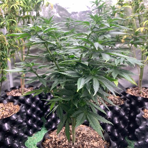 Aminesia growlog photo: 04
