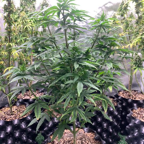 Aminesia growlog photo: 03
