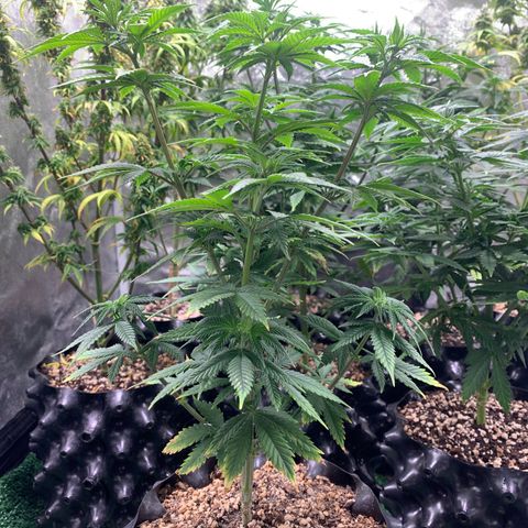Aminesia growlog photo: 05