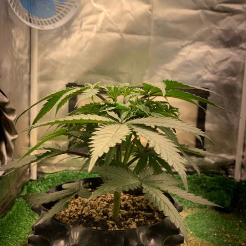 Sour Kush growlog photo: 01