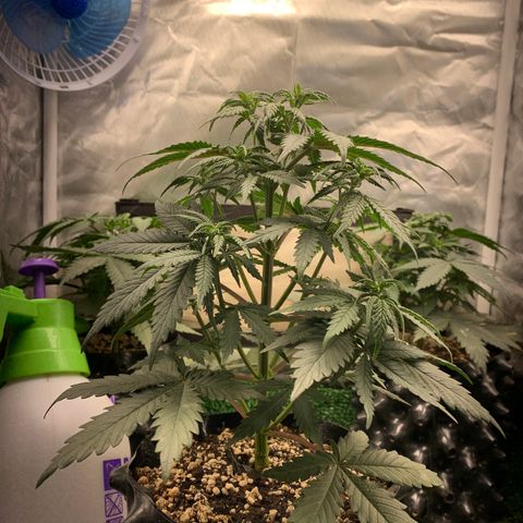 Sour Kush growlog photo: 02