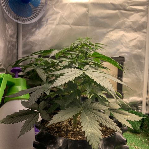 Sour Kush growlog photo: 03