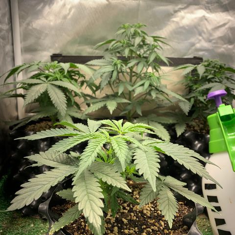 Sour Kush growlog photo: 04