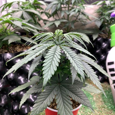 Sour Kush growlog photo: 05