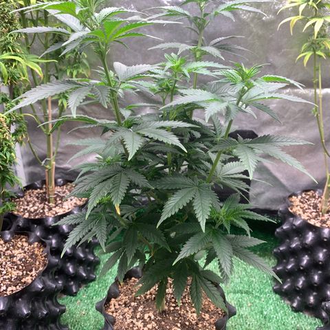 Aminesia growlog photo: 01