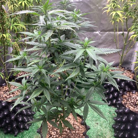 Aminesia growlog photo: 02
