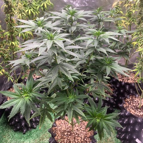 Aminesia growlog photo: 03