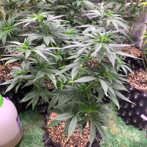 Aminesia growlog photo: 04