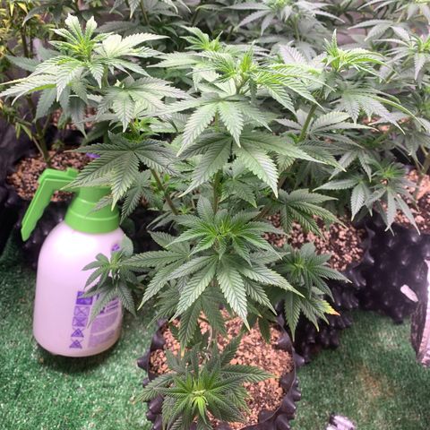 Aminesia growlog photo: 05