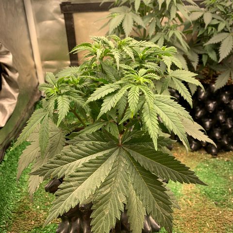 Sour Kush growlog photo: 01