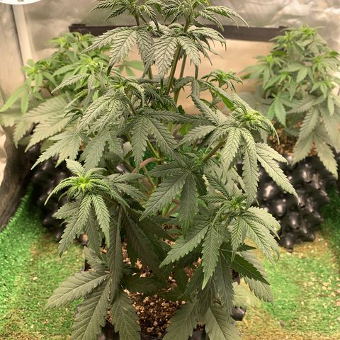 Sour Kush growlog photo: 02