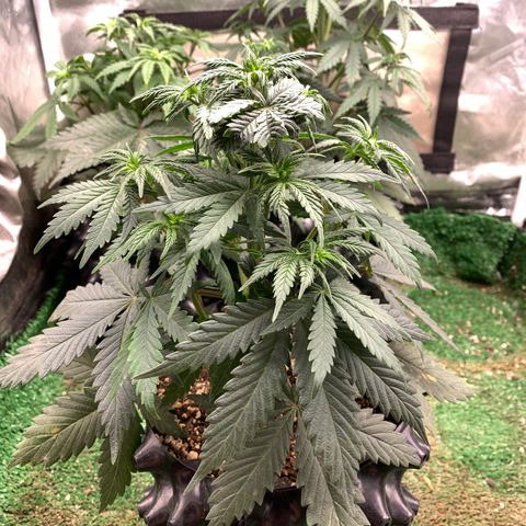 Sour Kush growlog photo: 03