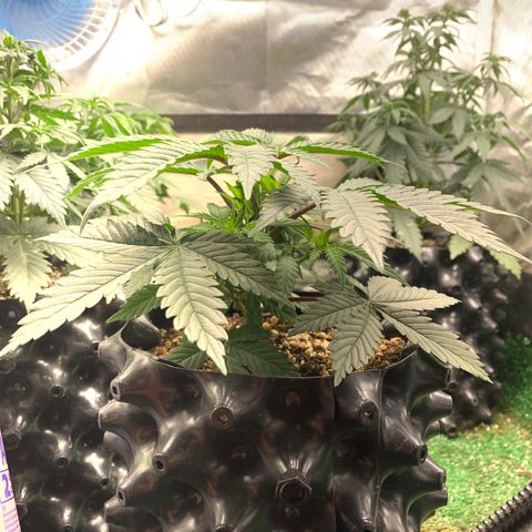 Sour Kush growlog photo: 04