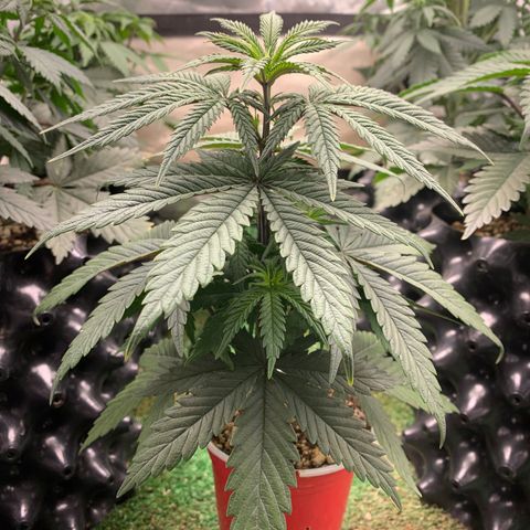Sour Kush growlog photo: 05