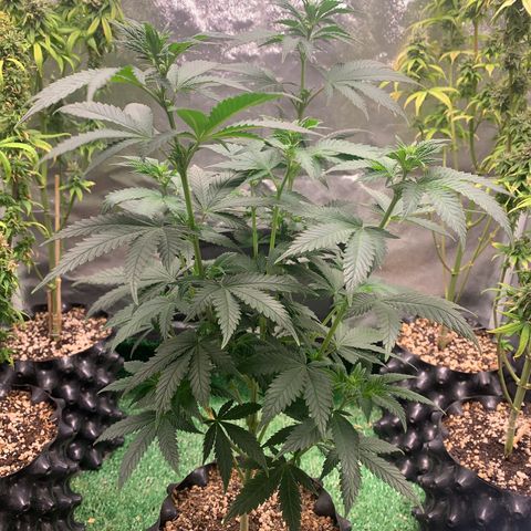 Aminesia growlog photo: 01