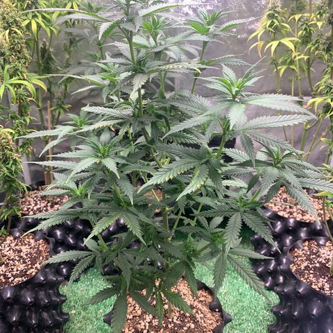 Aminesia growlog photo: 02