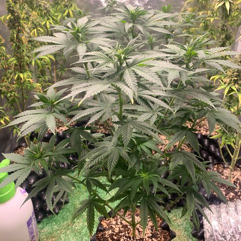 Aminesia growlog photo: 03