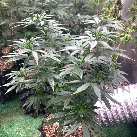 Aminesia growlog photo: 04
