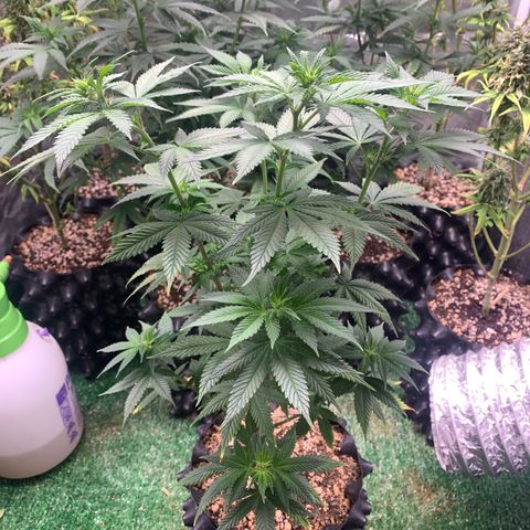 Aminesia growlog photo: 04