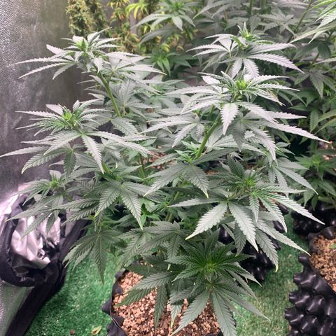 Aminesia growlog photo: 05