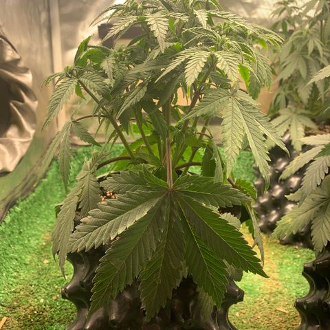 Sour Kush growlog photo: 01